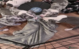 American Bully dogs for sale: Abkc Pocket Bully X Abkc classic Bully puppies - Image 28