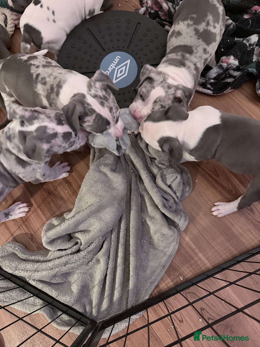 American Bully dogs for sale: Abkc Pocket Bully X Abkc classic Bully puppies - Image 28