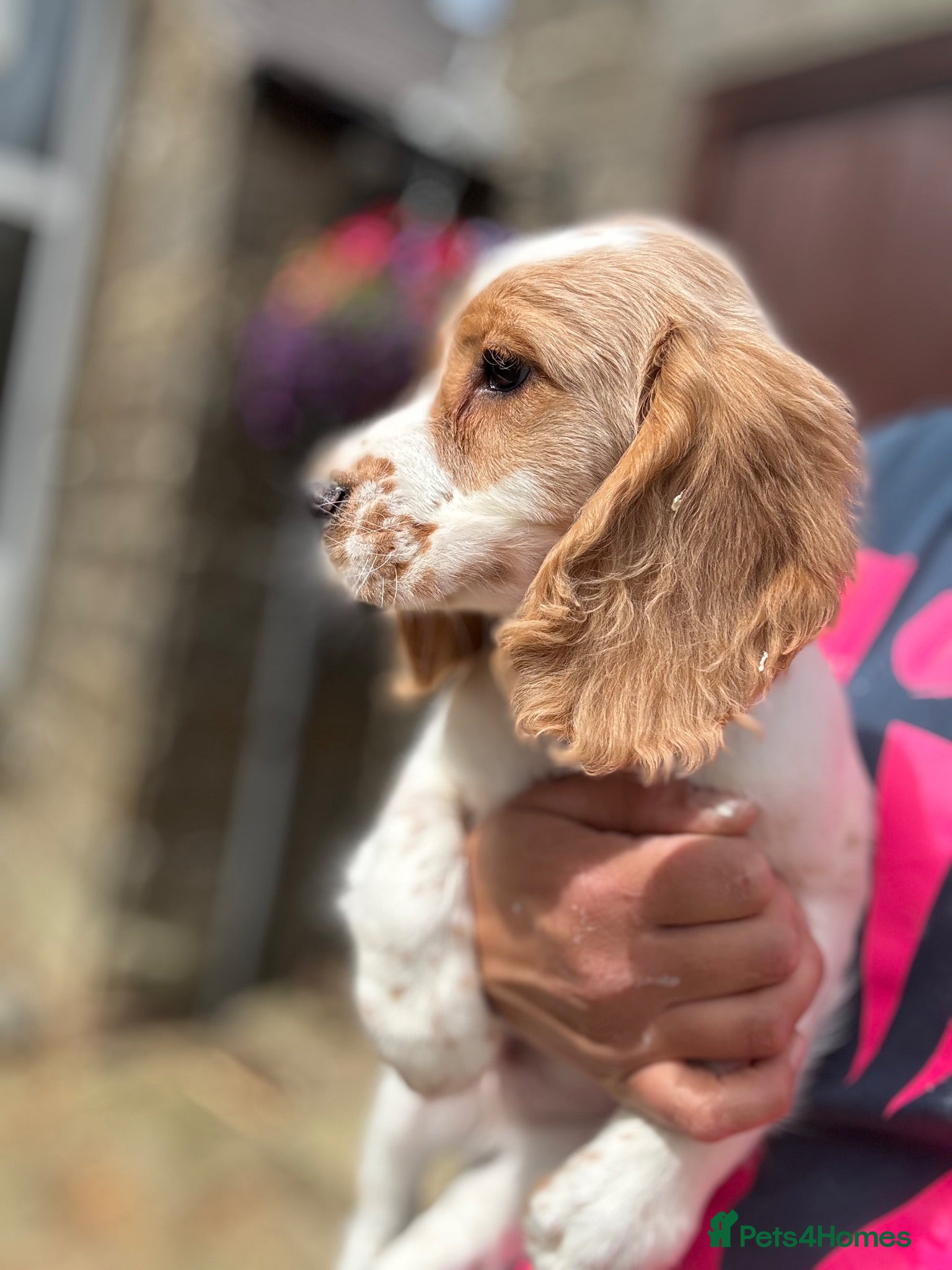 Cocker Spaniel dogs Gorgeous KC Cocker Spaniel - Advert 1