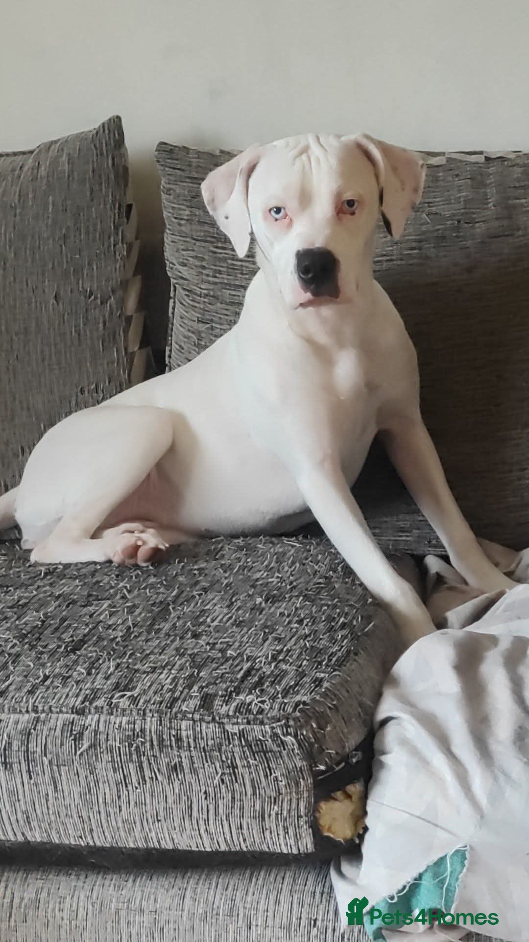 Mixed Breed dogs for sale: 2 female American bulldog x staffys available  - Advert 3