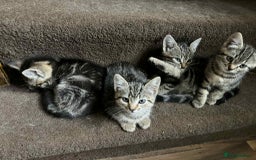 Mixed Breed cats for sale: Adorable Mixed Breed Kitten for Sale! - Image 16