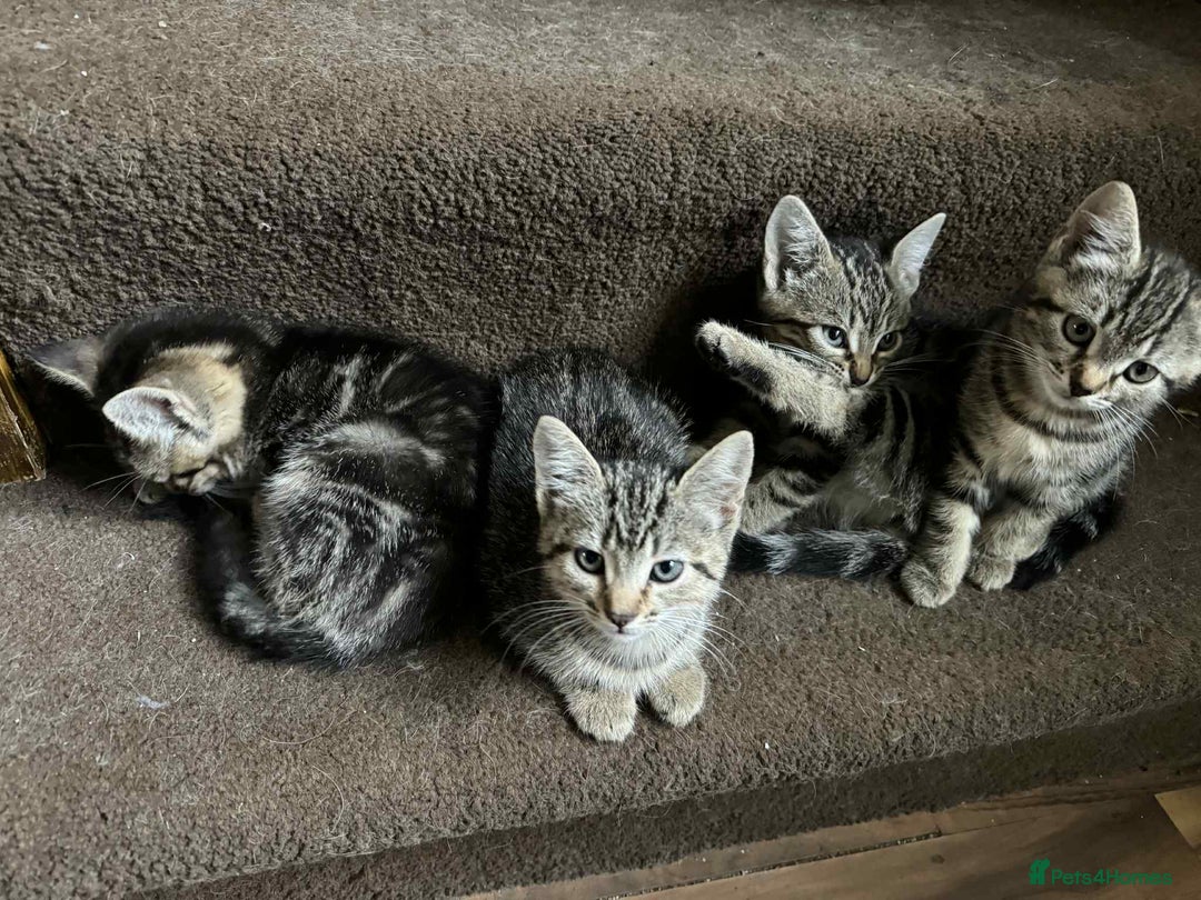 Mixed Breed cats for sale: Adorable Mixed Breed Kitten for Sale! - Image 16