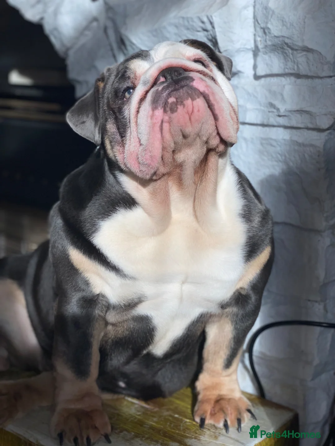 English Bulldog dogs for sale: English bulldog female - Advert 6
