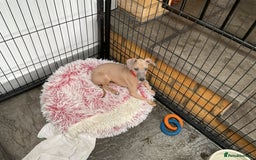 Italian Greyhound dogs for sale:  Beautiful Italian greyhound puppies  - Image 4