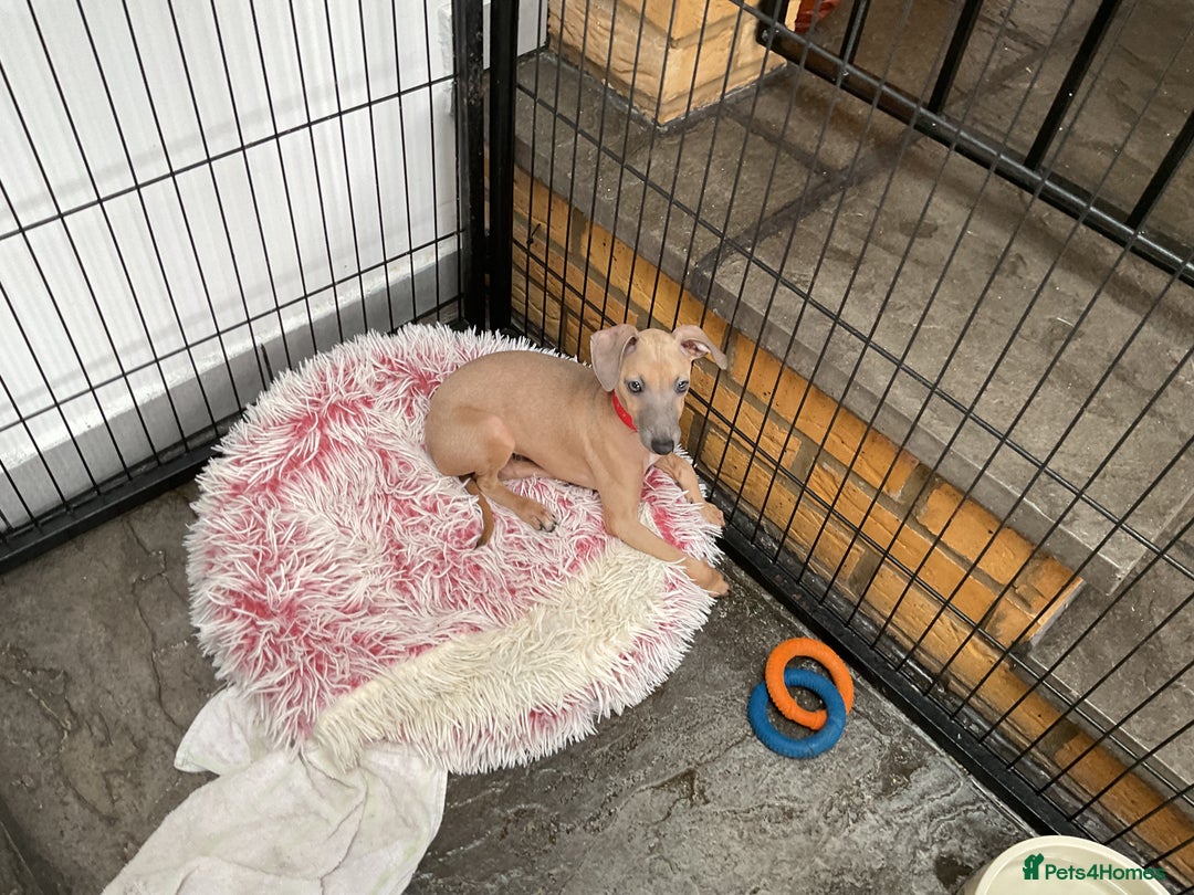 Italian Greyhound dogs for sale:  Beautiful Italian greyhound puppies  - Image 4