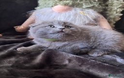 Scottish Fold cats for sale: Beautiful British Shorthair Scottish Fold Kittens - Advert 9