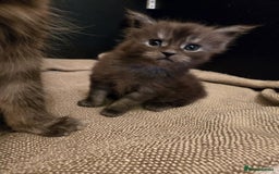 Maine Coon cats for sale: GCCF Maine Coon kittens  - Advert 19