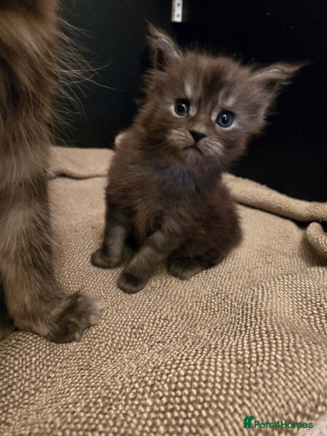 Maine Coon cats for sale: GCCF Maine Coon kittens  - Advert 19