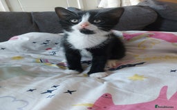 Mixed Breed cats for sale: Kittens for sale - Advert 2