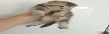 British Shorthair 3