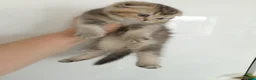 British Shorthair cats for sale: Lovely kittens  - Advert 33