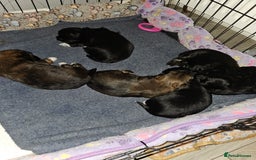 Lhasa Apso dogs for sale: Lhasa apao pups  - Image 7