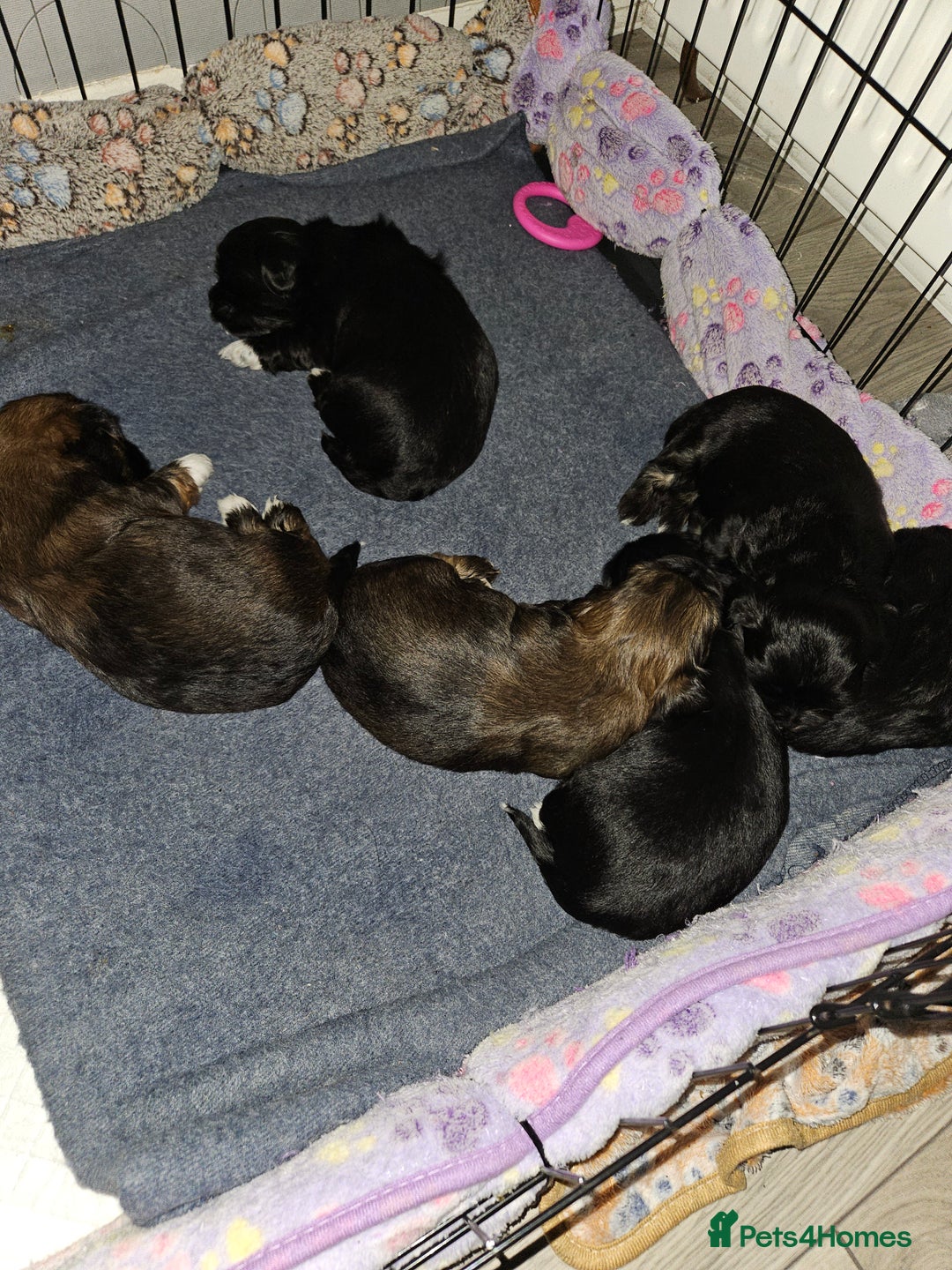 Lhasa Apso dogs for sale: Lhasa apao pups  - Image 7