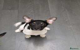 Jack Russell dogs for sale: Beautiful jack russel  - Advert 1