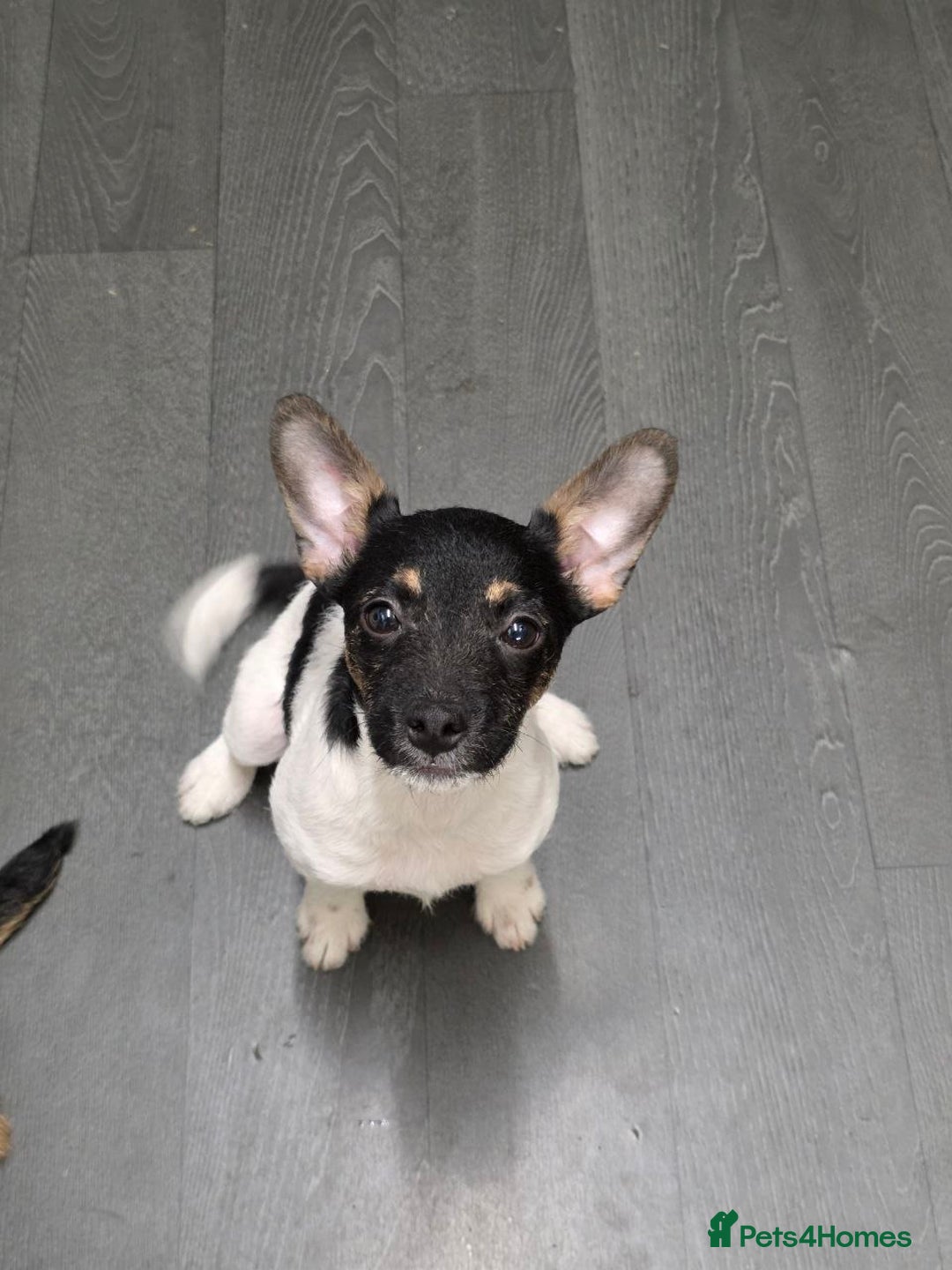 Jack Russell dogs for sale: Beautiful jack russel  - Advert 1