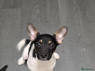 Jack Russell dogs Beautiful jack russel - Advert 2