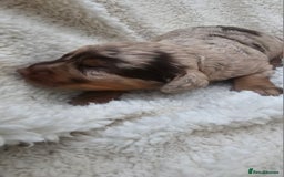Cockapoo dogs for sale: The best cockapoos  - Image 16