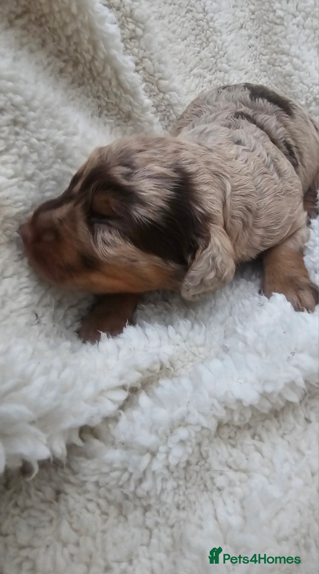 Cockapoo dogs for sale: The best cockapoos  - Image 16