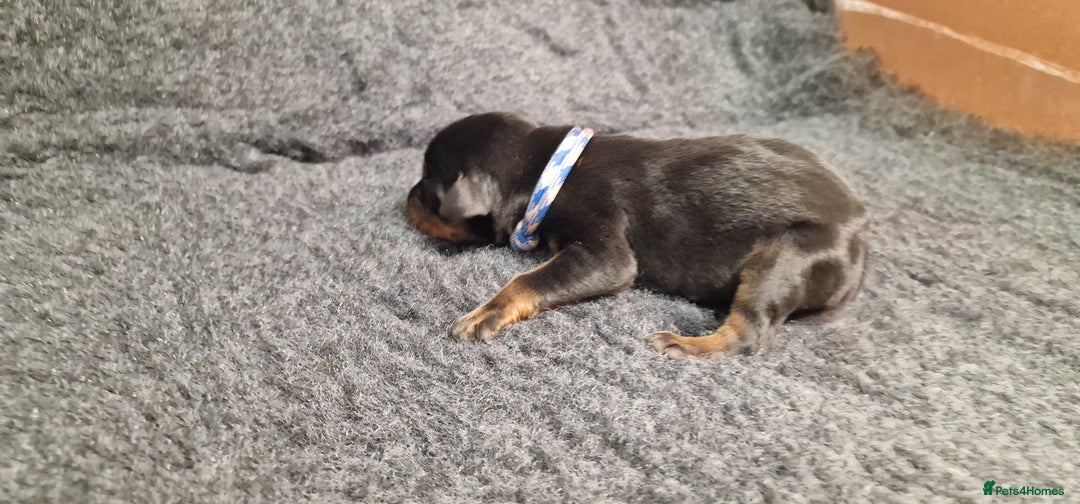 Dobermann dogs for sale: Top line doberman puppies - Image 9