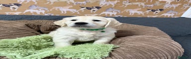 Golden Retriever Puppy Green