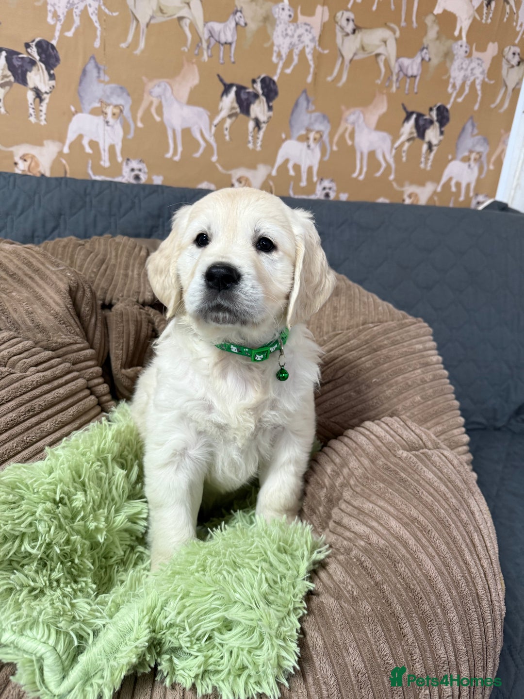 Golden Retriever dogs for sale: Kc registered DNA clear Golden Retriever Puppies - Advert 26