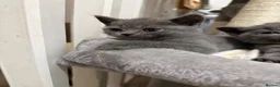 British Shorthair cats for sale: 🎀 Last 2 beautiful baby girl kittens available 💕 - Advert 10