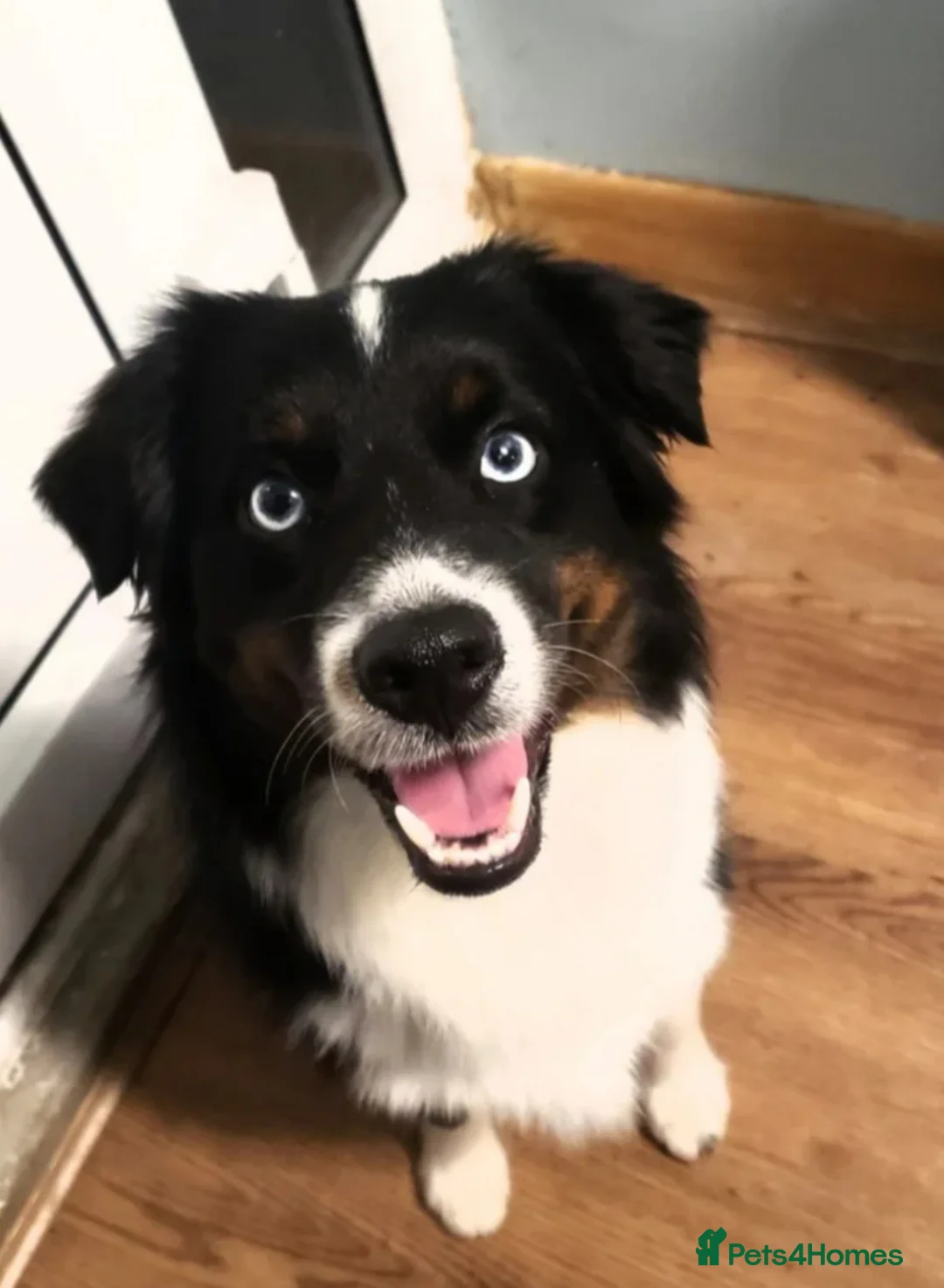 Australian Shepherd dogs for sale: One Australian Shepherd Pup Available Now - Advert 9