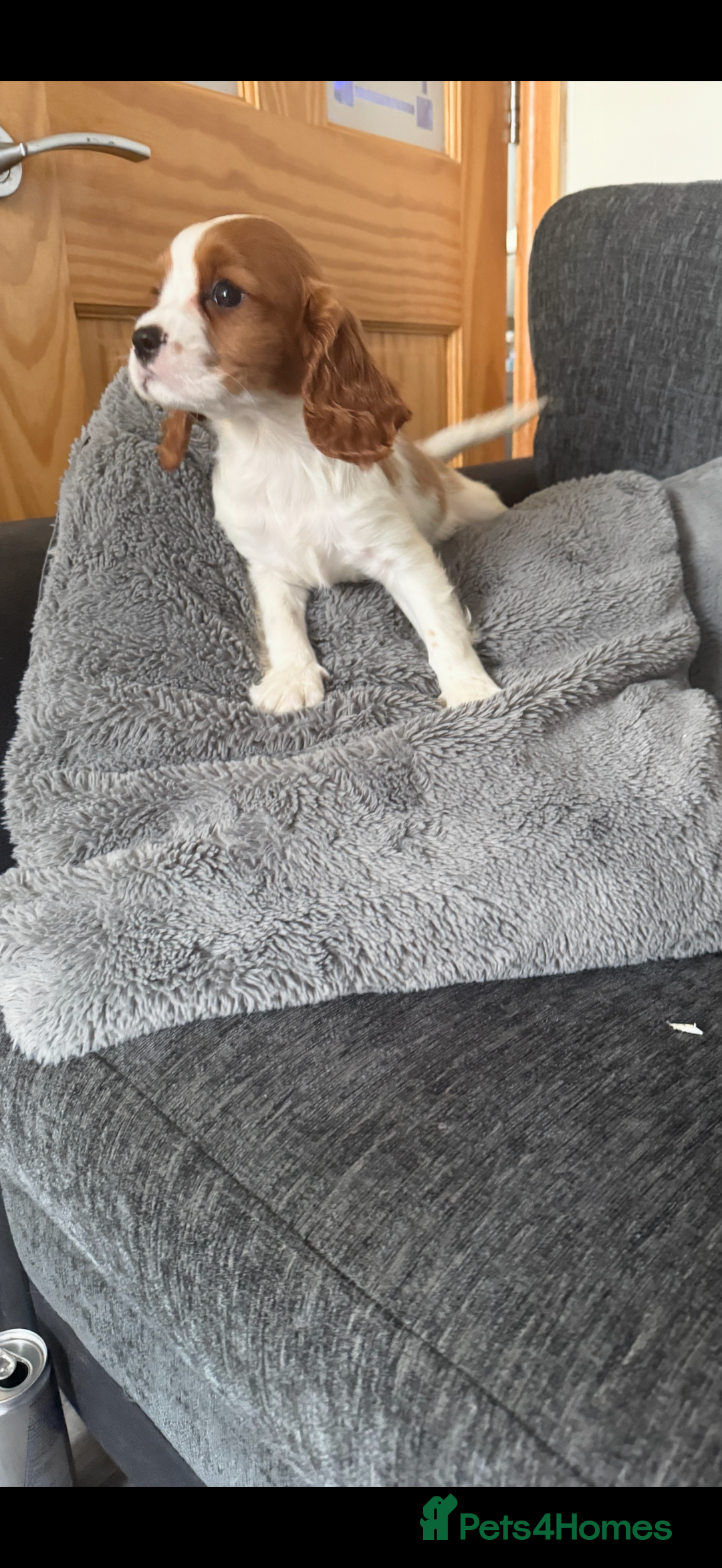 Cavalier King Charles Spaniel dogs for sale: Ready now Kennel club dna  clear cavalier puppies  - Image 20