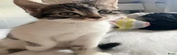Mixed Breed cats for sale: Kittens  - Advert 8