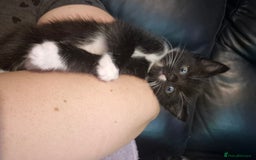 Mixed Breed cats for sale: Gorgeous kittens long and short haired - Image 8