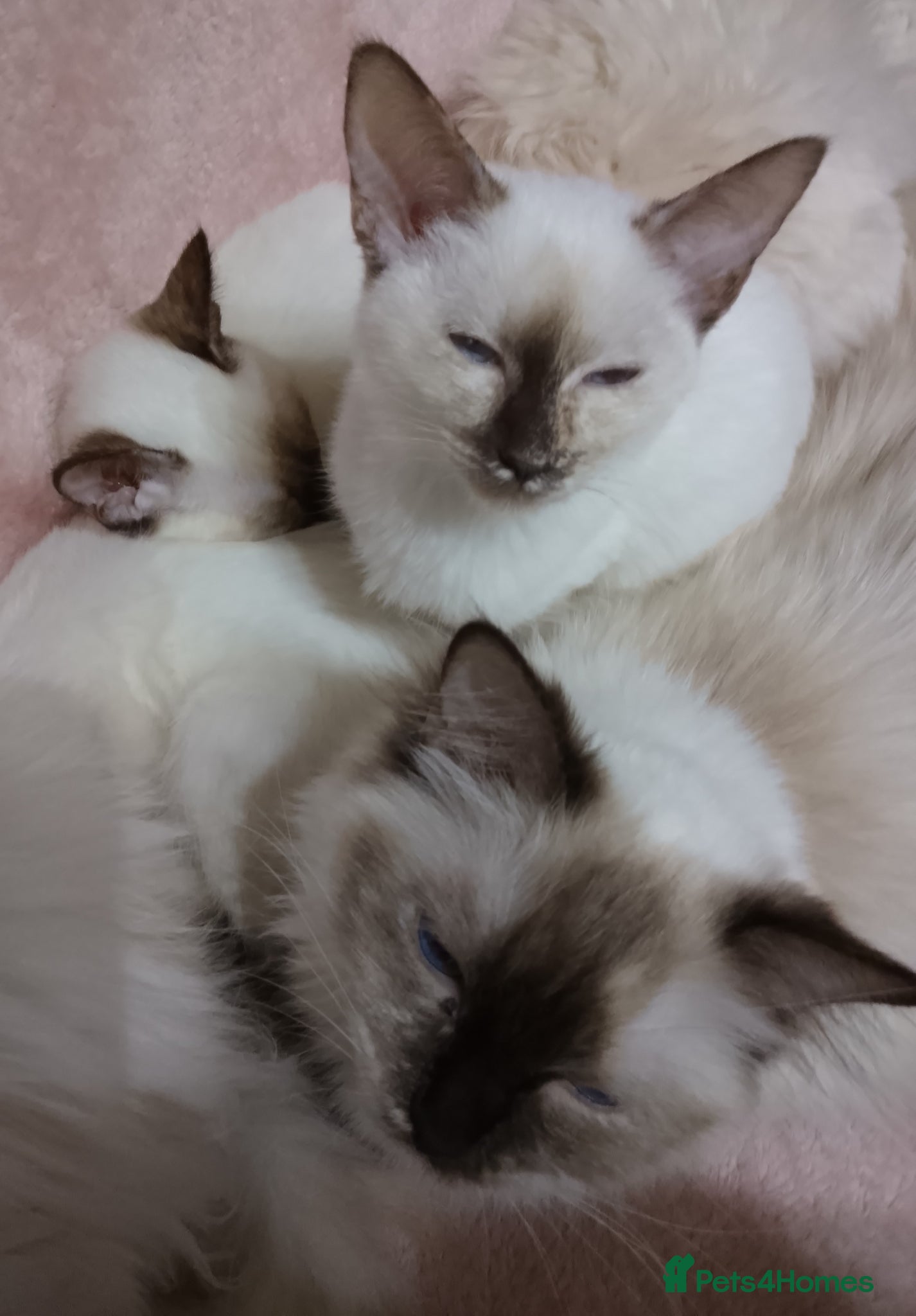 Mixed Breed cats Ragamese Kittens - Advert 1