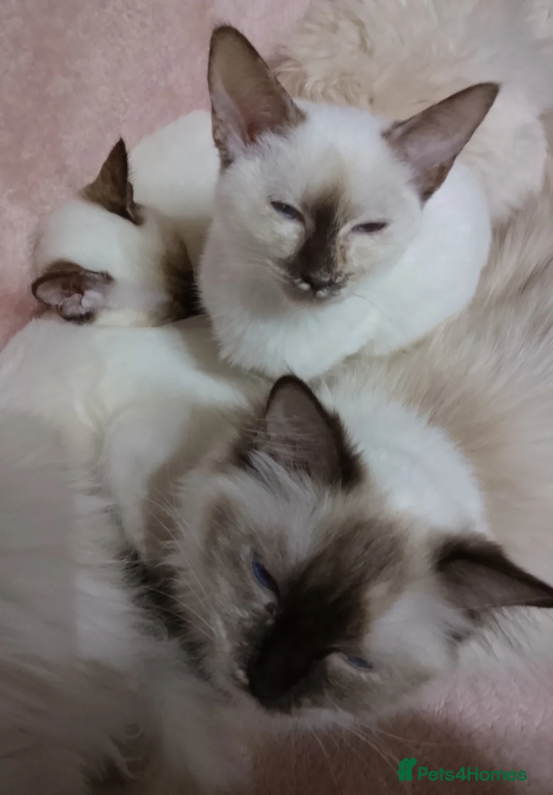 Mixed Breed cats for sale: Ragamese Kittens - Advert 1