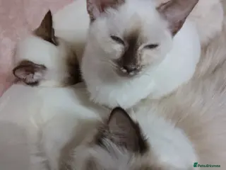 Mixed Breed cats Ragamese Kittens - Advert 1