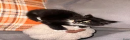 Mixed Breed cats for sale: Beautiful kittens looking for a new forever home  - Advert 3