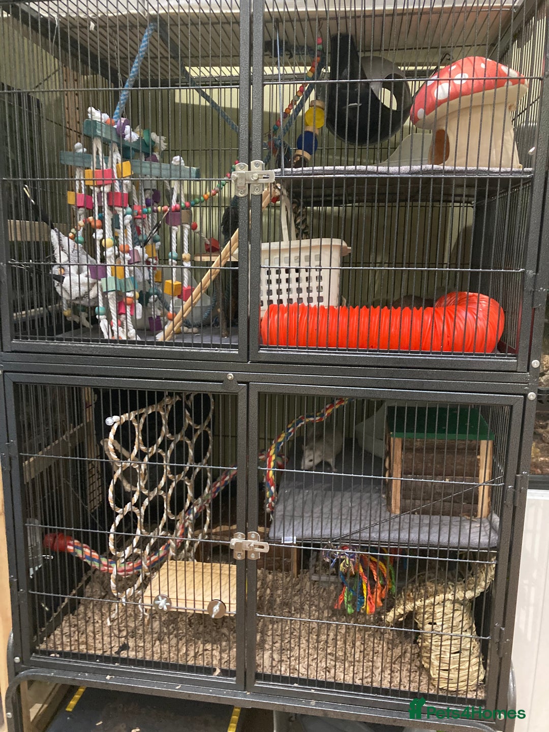 Rat rodents for sale: 3 Rat boys for rehoming - Image 5