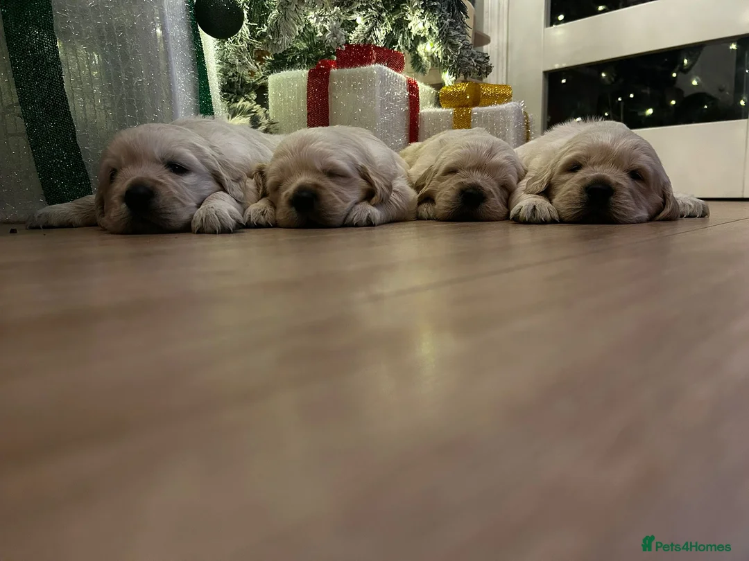 Golden Retriever dogs for sale: KC ADDORABLE CUTE GOLDEN RETRIEVER PUPPIES - Advert 6