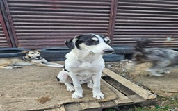 Mixed Breed dogs for adoption: OTIS - a Handsome and gentle boy for a Loving Home - Image 23