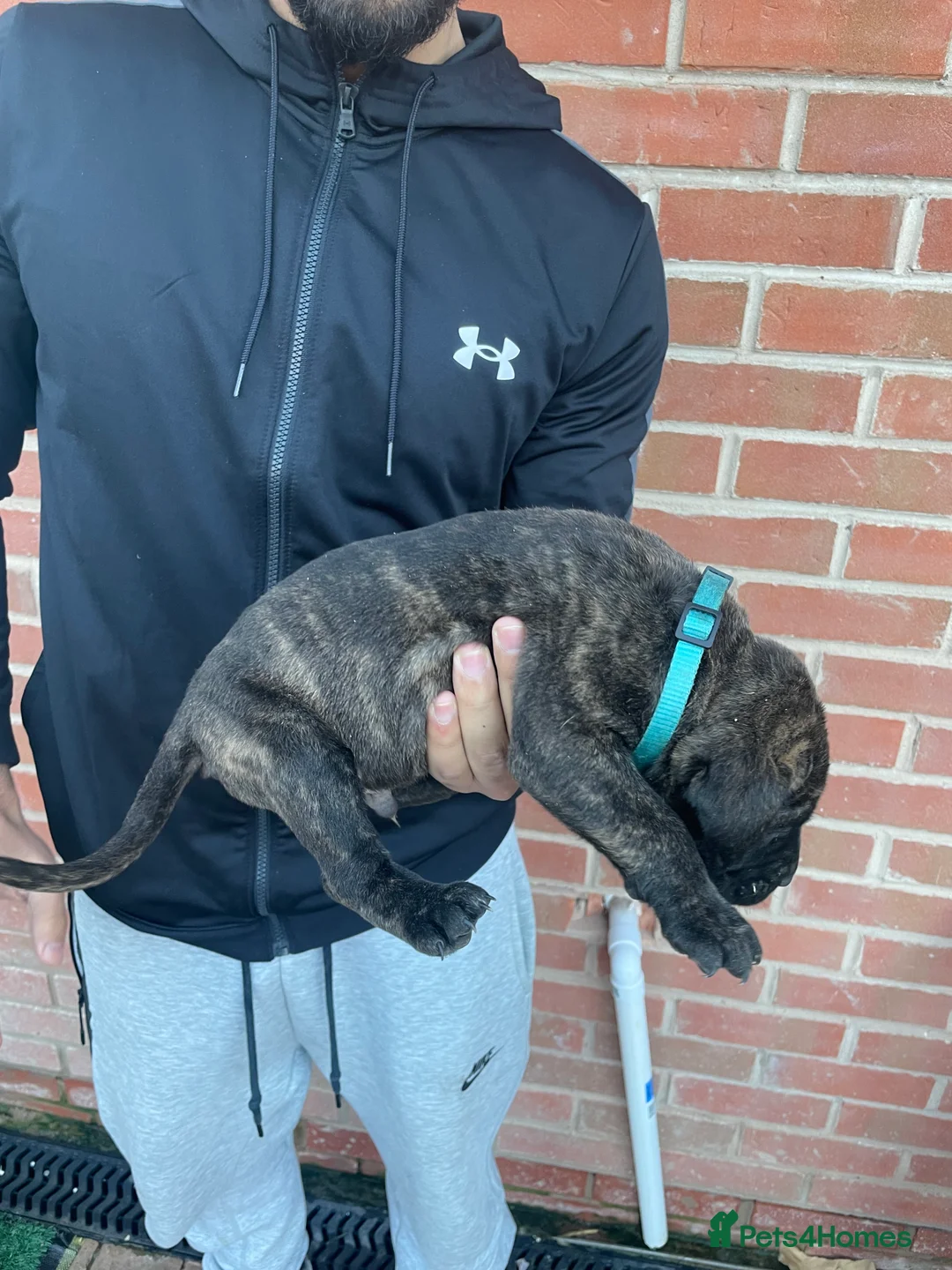 Presa Canario dogs for sale: Presa Canario Puppies Spanish x Serbian Imports - Advert 9