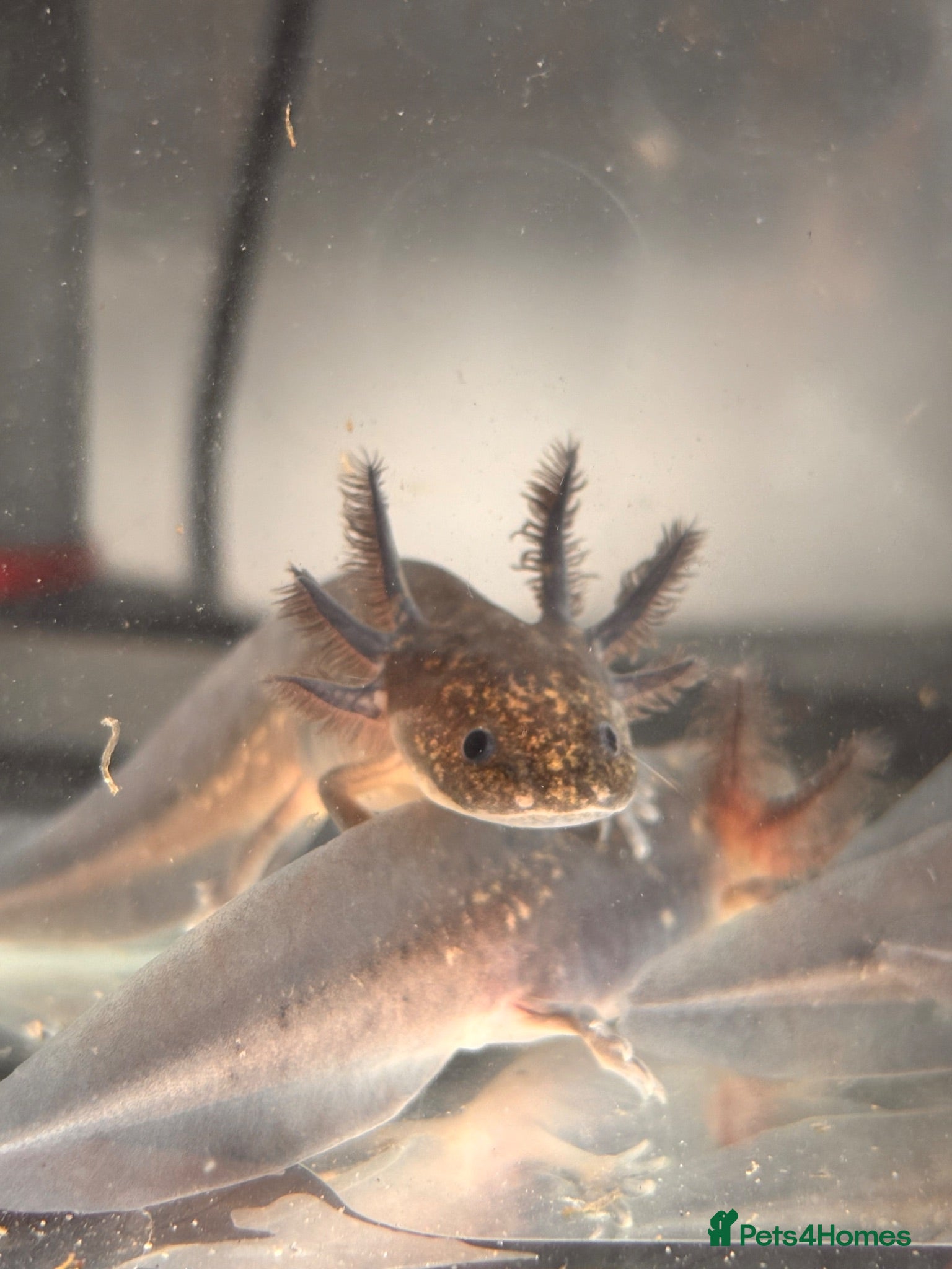 Axolotl reptiles Black Meleniod axolotls   - Advert 18