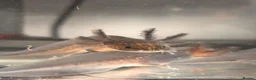 Axolotl reptiles for sale: Black Meleniod axolotls   in Caldicot - Advert 1