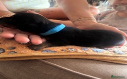 Miniature Dachshund dogs for sale: Miniature daschund puppies - Image 16