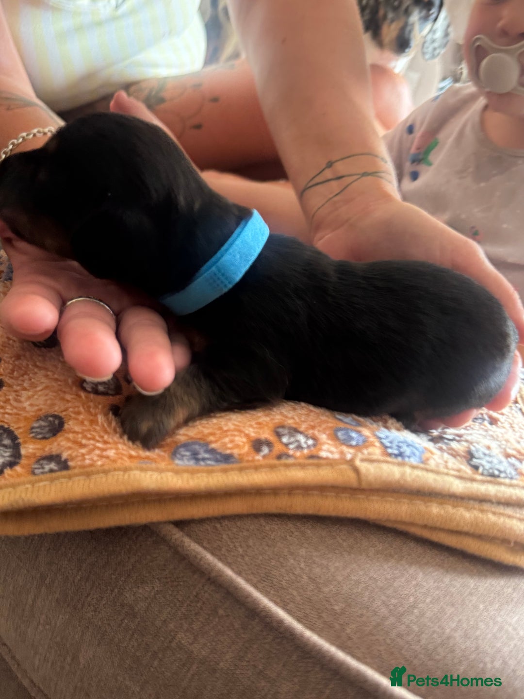 Miniature Dachshund dogs for sale: Miniature daschund puppies - Image 16
