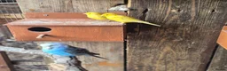Mixed Breed birds for sale: Birds  - Advert 22
