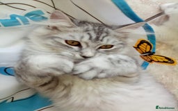 Scottish Fold cats for sale: I am a loving little boy! - Image 7