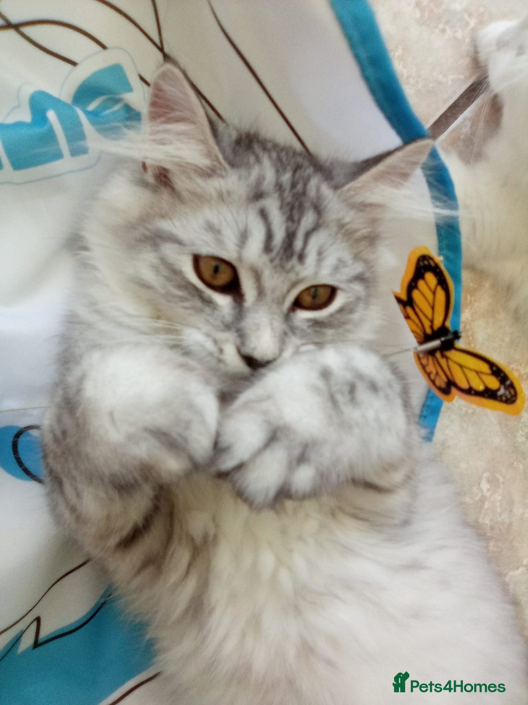 Scottish Fold cats for sale: I am a loving little boy! - Image 7