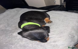 Mixed Breed dogs for sale: Doxiepoo puppies  - Image 7