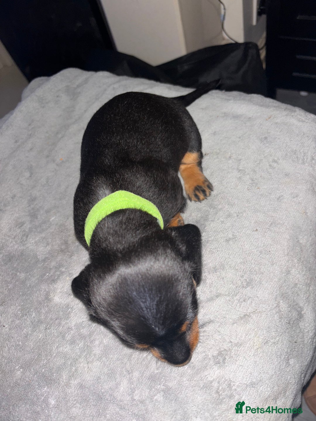Mixed Breed dogs for sale: Doxiepoo puppies  - Image 7
