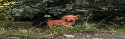 Springador dogs for sale: Happy friendly Springador puppies  - Advert 9
