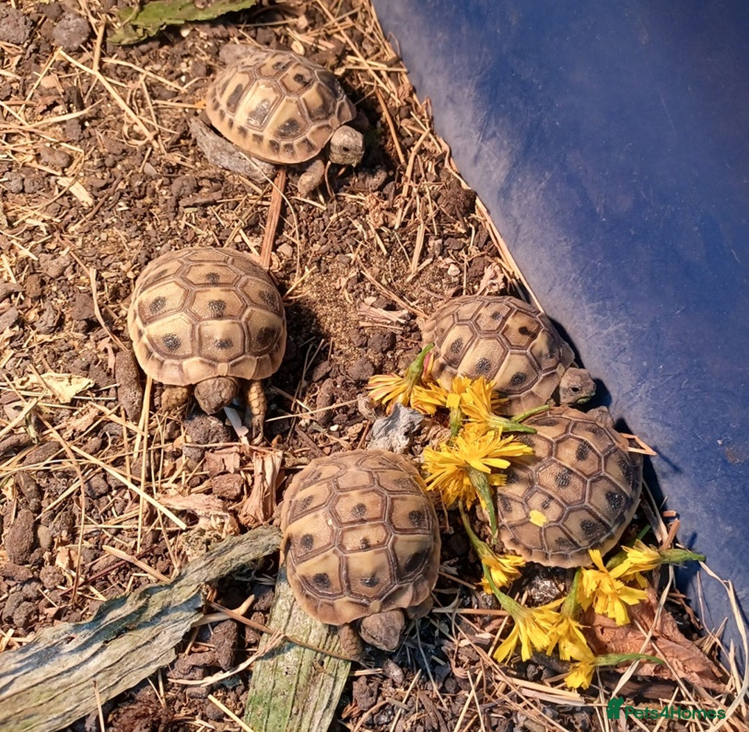Tortoise reptiles for sale: HERMANNS TORTOISE BABIES HATCHED UK JULY 2025 - Image 2