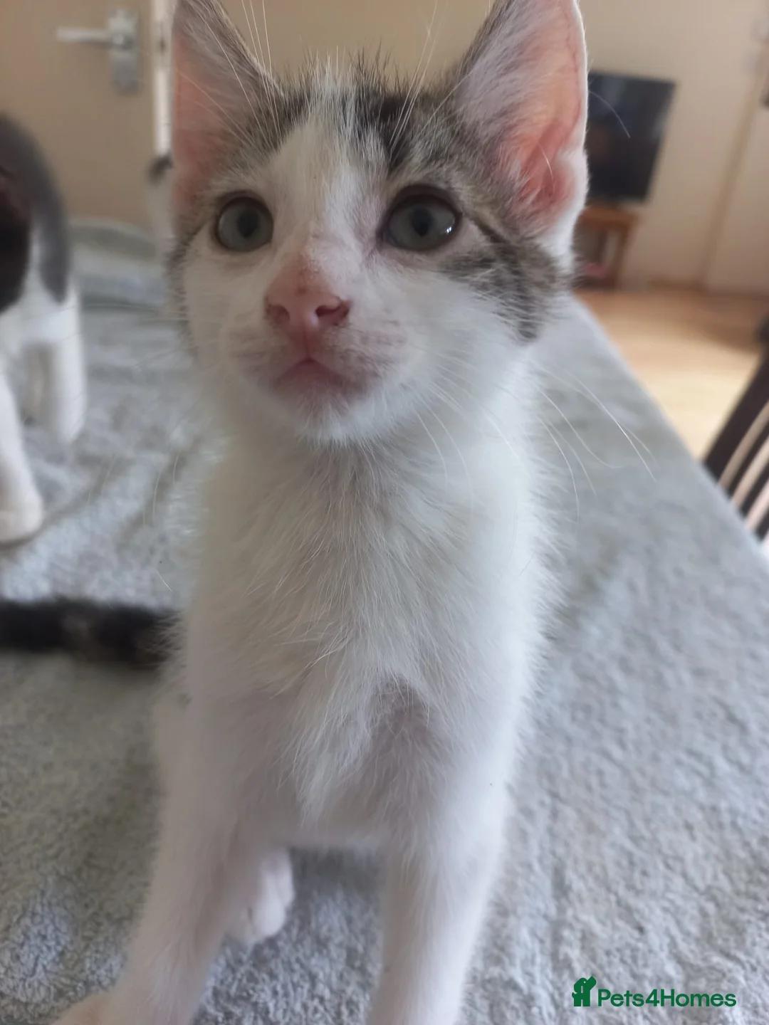 Mixed Breed cats for sale: Beautiful kittens for sale  - Advert 29